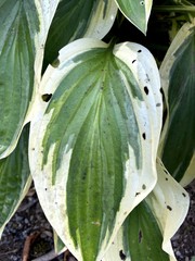 Hosta
