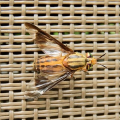 Chrysopsinae