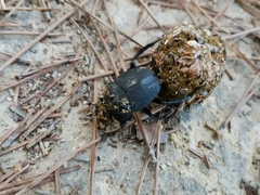 Scarabaeus cicatricosus