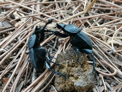 Scarabaeus cicatricosus