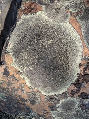 Dimelaena