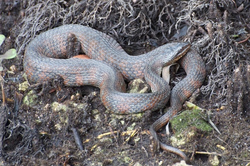 Mangrove Saltmarsh Watersnake