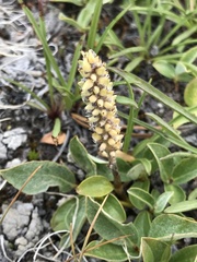Diplodictyae
