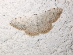 Scopula submutata