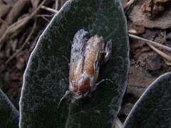 Ichneutica ustistriga