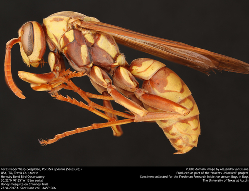 Apache Paper Wasp