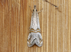 Euchromius californicalis