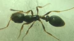 Cardiocondyla stambuloffii