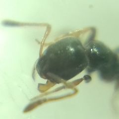 Cardiocondyla stambuloffii