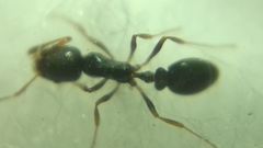 Cardiocondyla stambuloffii