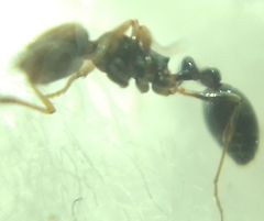 Cardiocondyla stambuloffii