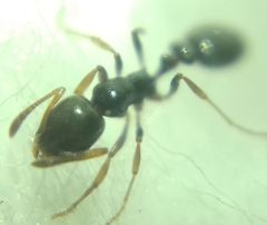 Cardiocondyla stambuloffii