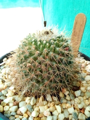 Mammillaria magnifica