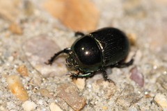 Geotrupes mutator