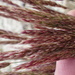 Koeleria spicata - Photo (c) Matt Lavin, μερικά δικαιώματα διατηρούνται (CC BY-SA)