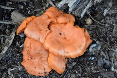 Cantharellus coccolobae