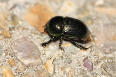 Geotrupes mutator