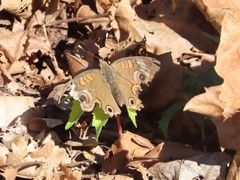 Junonia coenia coenia