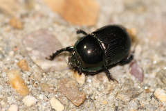 Geotrupes mutator