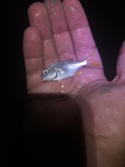 Trachinotus carolinus