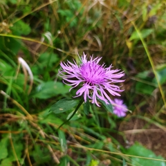 Centaurea jacea