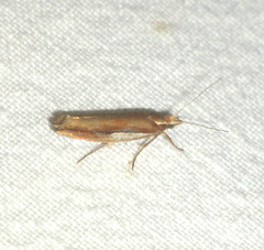 Ypsolopha parenthesella