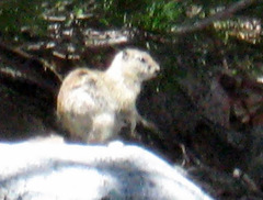 Urocitellus beldingi