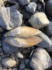 Atlanticoncha ochracea