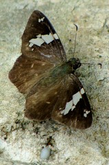 Celaenorrhinus stallingsi