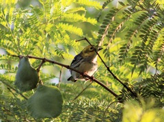 Setophaga townsendi × occidentalis