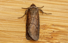 Sympistis stabilis
