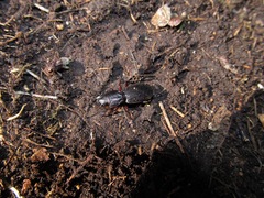 Mecodema sculpturatum