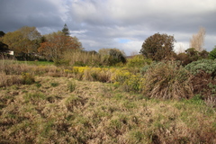 Senecio subcanescens