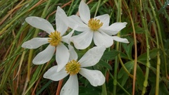Anemonastrum