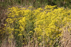 Senecio subcanescens