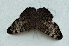 Hamadryas amphichloe