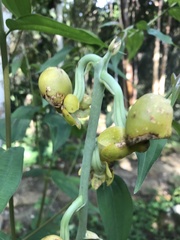 Catasetum ochraceum