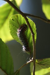 Hemileuca maia