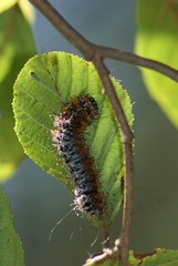 Hemileuca maia