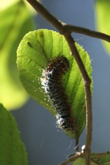 Hemileuca maia