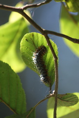 Hemileuca maia