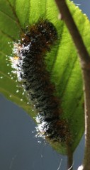 Hemileuca maia