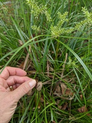 Cyperus tetragonus