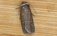 Sympistis stabilis