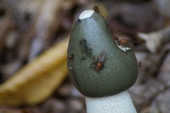 Dryomyzidae