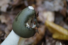 Dryomyzidae