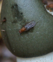 Dryomyzidae