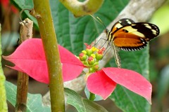 Heliconius ismenius metaphorus