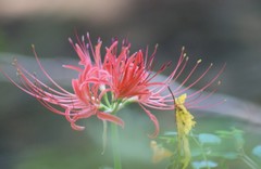 Lycoris