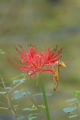 Lycoris